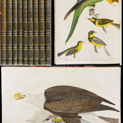 Sale Photo Thumbnail #105: Wilson's American Ornithology, First Edition - Nine Volumes with 76 Originally Hand-colored Engravings
