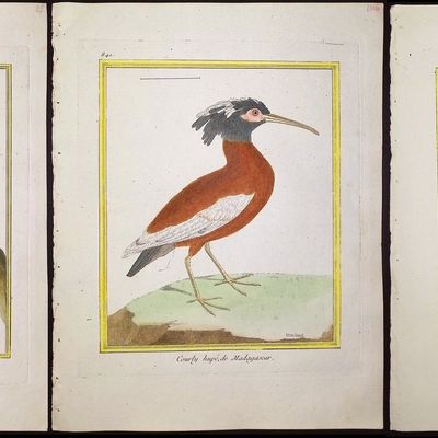 Martinet & Buffon - 9 Bird Engravings
