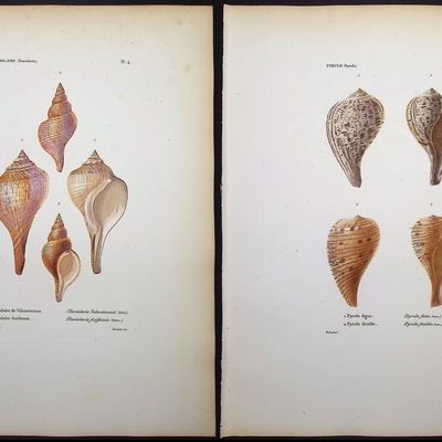 Kiener - 5 Shell Engravings