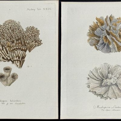Esper - 6 Coral or Sea Life Engravings