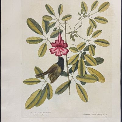 Sale Photo Thumbnail #109: Catesby, Folio - Bahama Sparrow with Bignonia. 1-37