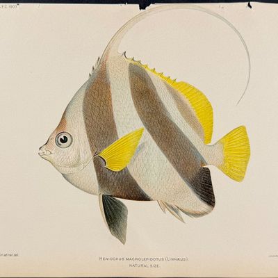 Bien, Hawaii - Pennant Coralfish [Heniochus Macrolepidotus]