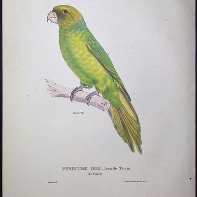 Bourjot Saint-Hilaire - Iris Parakeet [La Perruche Iris, femelle Temminck de Timor]
