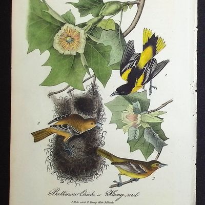 Sale Photo Thumbnail #102: Audubon, First Ed - Baltimore Oriole, or Hang-nest