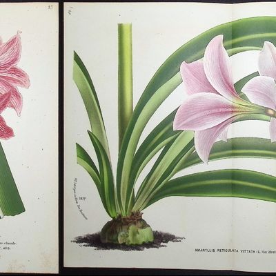 Van Houtte - 6 Amaryllis Prints