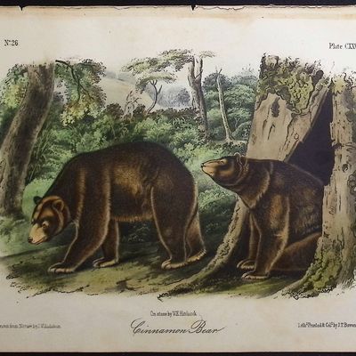 Audubon - Cinnamon Bear. 127