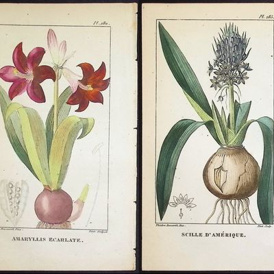 Descourtilz - 12 Botanical Engravings
