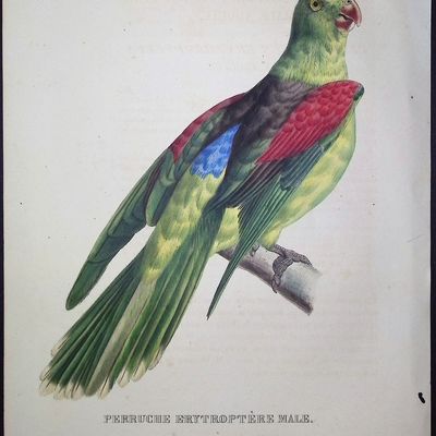 Bourjot Saint-Hilaire, Australia - Red-winged Parrot [La Perruche Erythroptere Male (New Holland)]