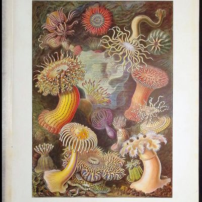 Haeckel - Sea Anemone; Actiniae. 49