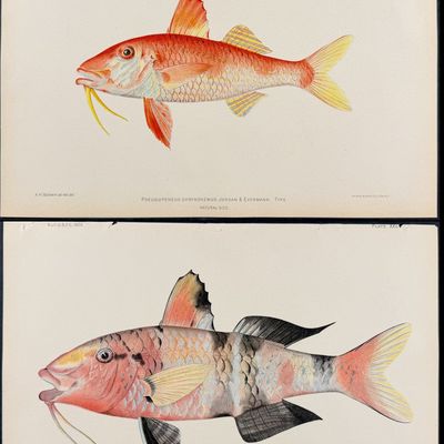 Bien, Hawaii - Pair of Goatfish Prints