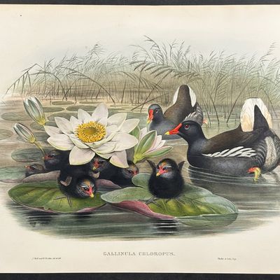 Gould, Great Britain - Moorhen
