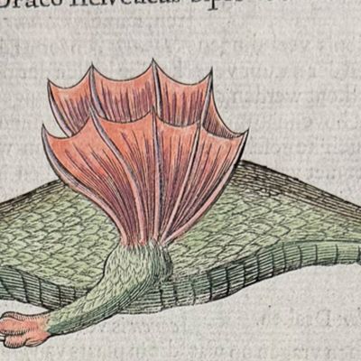 Kircher, pub. 1682 - Dragons
