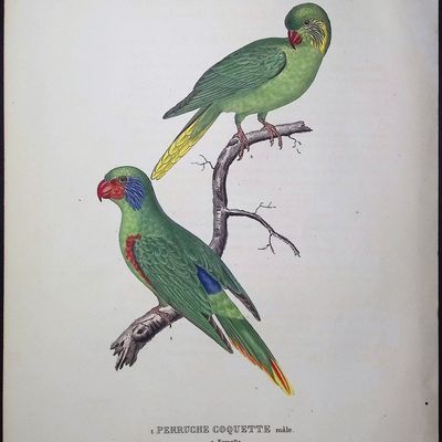 Bourjot Saint-Hilaire - Parrots [Perruche Coquette male, femelle]