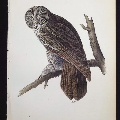 Audubon, First Ed - Great Cinereous Owl. 35