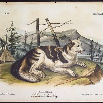 Audubon - Hare Indian Dog. 132