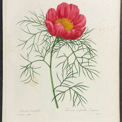 Sale Photo Thumbnail #117: Redoute, Choix - Steppe Peony [Paeonia tenuifolia]