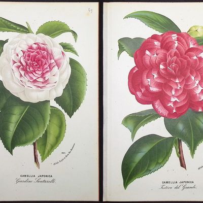 Van Houtte - 5 Camellia Prints