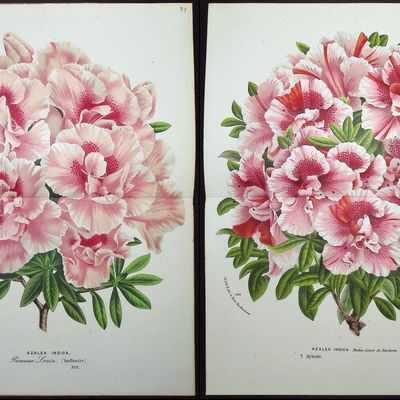 Van Houtte - 5 Azalea Prints