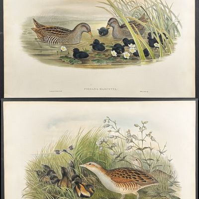 Gould, Great Britain - Pair of Crake Lithgoraphs