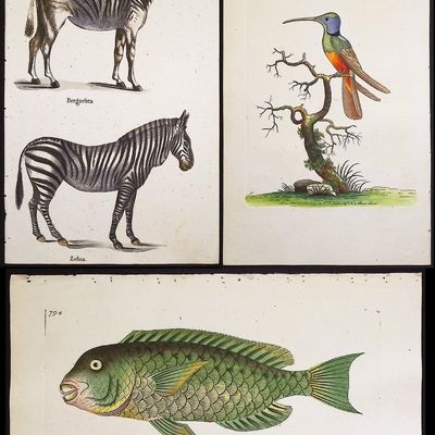 Shaw & Nodder + Reichenbach - 7 Natural History Engravings