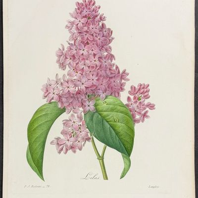 Sale Photo Thumbnail #116: Redoute, Choix - Lilac