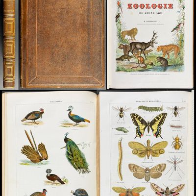 Lereboullet's Zoologie - Volume with 33 Originally Hand-colored Lithographs