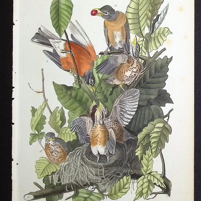 Sale Photo Thumbnail #103: Audubon, First Ed - American Robin or Migratory Thrush. 142