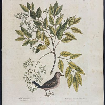 Sale Photo Thumbnail #108: Catesby, Folio - Ground Dove with Pellitory or Tooth-Ach Tree. 1-26