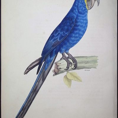 Bourjot Saint-Hilaire - Hyacinth Macaw [Ara Hyacinthe]