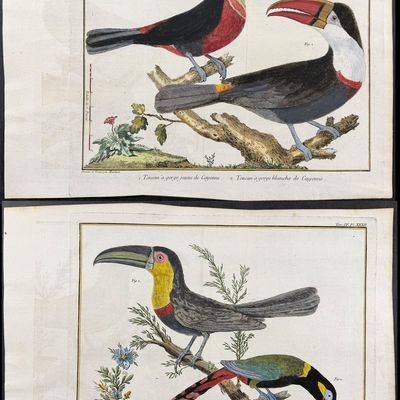Brisson & Martinet - Pair of Toucan Engravings