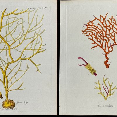 Esper - 6 Coral or Sea Life Engravings