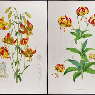 Sale Photo Thumbnail #112: Elwes & Fitch - 4 Folio Lily Lithographs