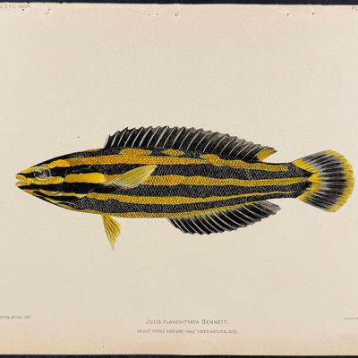 Bien, Hawaii - Yellowstripe Coris or Wrasse [Julis Flavovittata]