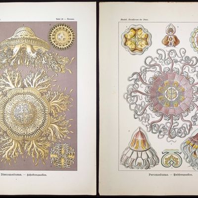 Haeckel - Pair of Jellyfish Prints (Discomedusae & Peromedusae)