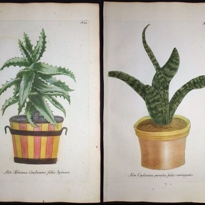 Sale Photo Thumbnail #113: Weinmann - 4 Aloe Engravings