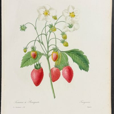 Sale Photo Thumbnail #118: Redoute, Choix - Strawberry Plant [Fragaria]