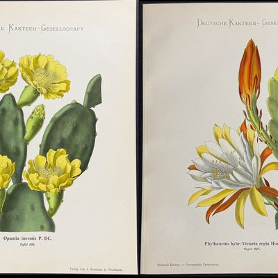 Schumann - 5 Cactus Prints