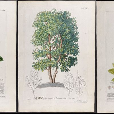 Sale Photo Thumbnail #111: Trew & Ehret - 6 Botanical Engravings