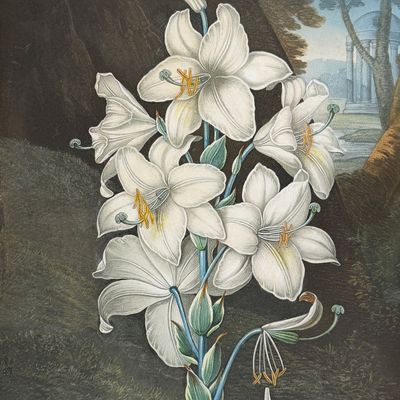 Sale Photo Thumbnail #119: Thornton, Folio - The White Lily