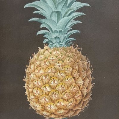 Sale Photo Thumbnail #120: Brookshaw, Folio - Black Antigua Pineapple. 55