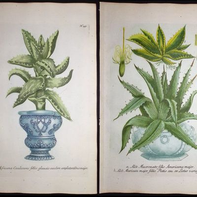Sale Photo Thumbnail #114: Weinmann - 5 Aloe Engravings
