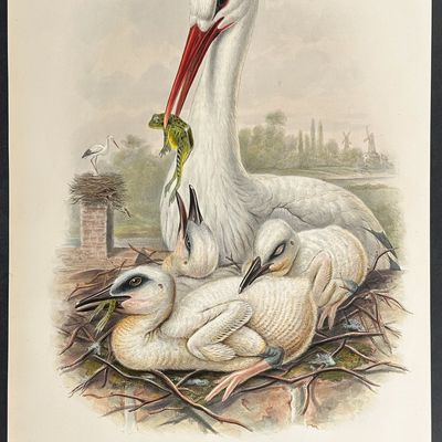 Gould, Great Britain - Stork