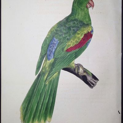 Bourjot Saint-Hilaire, Australia - Red-winged Parrot [La Perruche Erythroptere de la nouvelle Hollande (New Holland)]