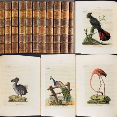 Sale Photo Thumbnail #104: Latham's A General History of Birds - 11 Volumes with 193 Originally Hand-colored Engravings