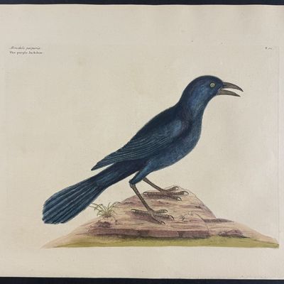 Sale Photo Thumbnail #110: Catesby, Folio - Purple Jack Daw. 1-12