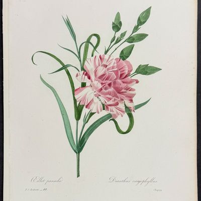 Sale Photo Thumbnail #115: Redoute, Choix - Carnation [Dianthus caryophyllus]