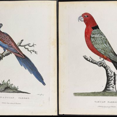 Philip, Australia - 3 Parrot Engravings