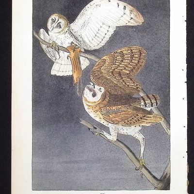 Sale Photo Thumbnail #101: Audubon, First Ed - Barn Owl. 34