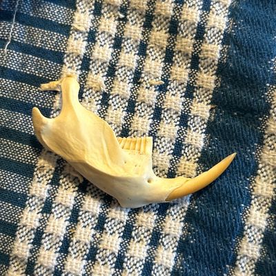 Muskrat jaw