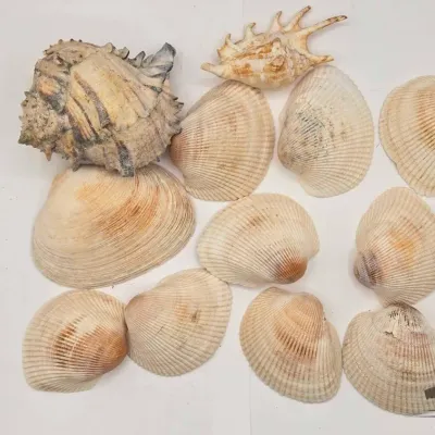 1906 12 miscellaneous decortive seashells